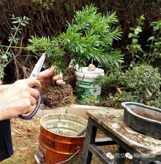 图解 本人对六月雪盆景上盆的全过程