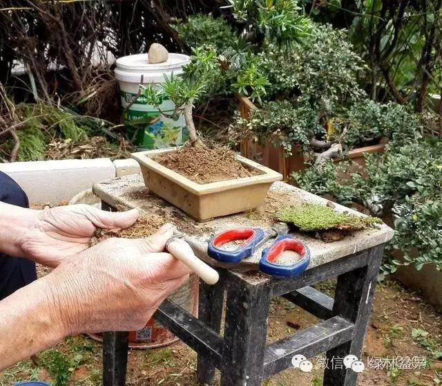 图解 本人对六月雪盆景上盆的全过程