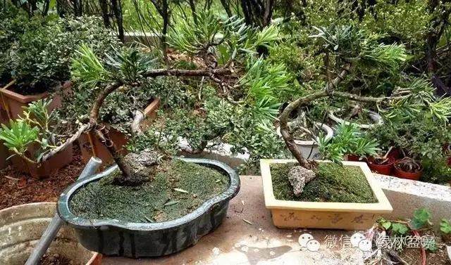 图解 本人对六月雪盆景上盆的全过程