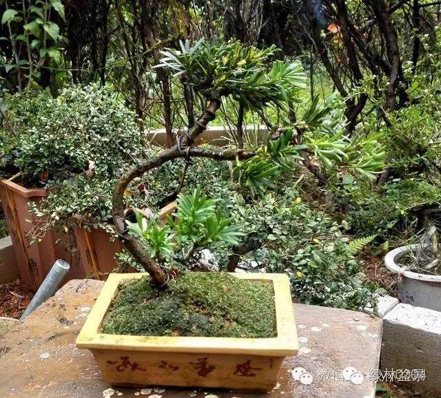 图解 本人对六月雪盆景上盆的全过程