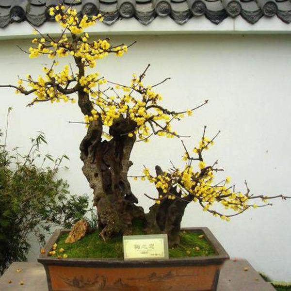 腊梅盆景上盆的7个步骤