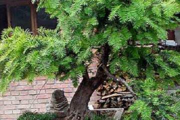 盆栽红豆杉的上盆养护管理 图片