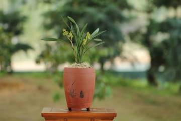 带花苞的春兰盆栽 如何上盆 图片