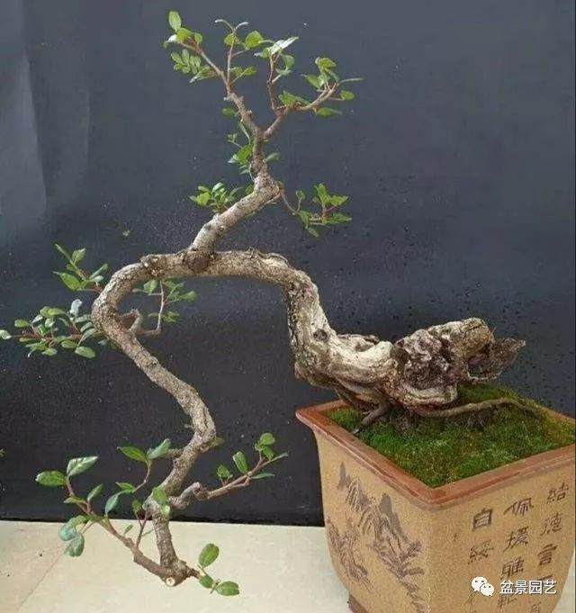 野生老桩盆景上盆 一定要注意这3个方面