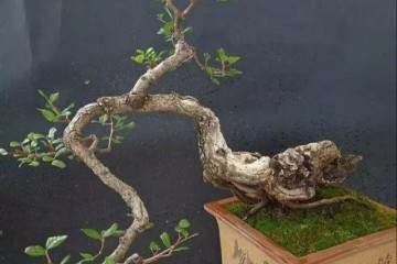 野生老桩盆景上盆后发芽快的方法 图片
