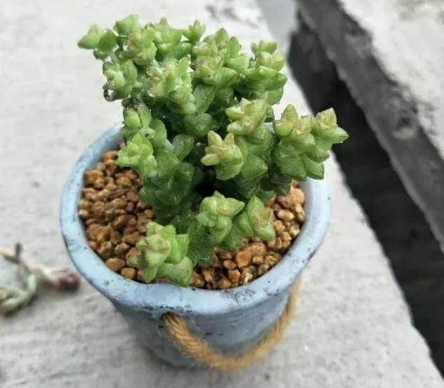 多肉上盆后要精养 雨天服盆更快!