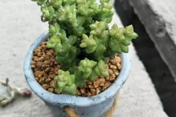 多肉上盆后要精养 雨天服盆更快