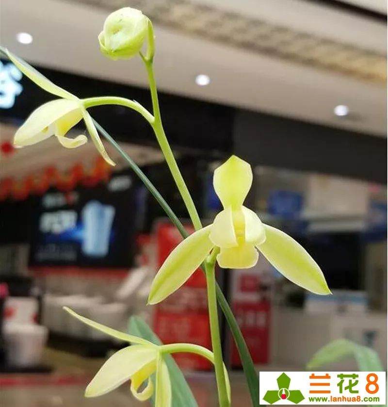 兰花苗上盆的5个注意事项