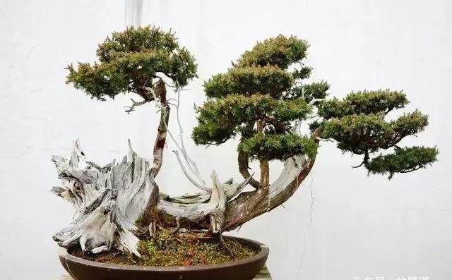 树桩上盆是关键 精品盆景都是位置摆出来的