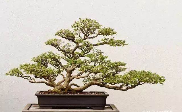 树桩上盆是关键 精品盆景都是位置摆出来的