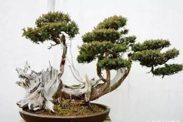 树桩上盆是关键 精品盆景都是位置摆出来的