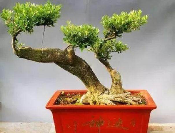 花木盆景的换盆、倒盆和转盆