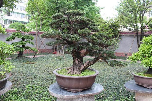 从花市购买的花木盆景该如何上盆?