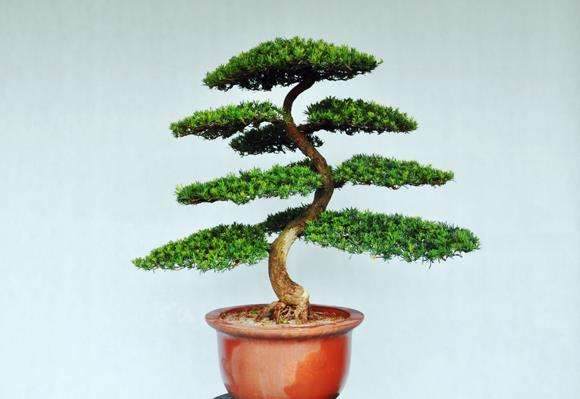 怎样给花木盆景上盆和换盆?