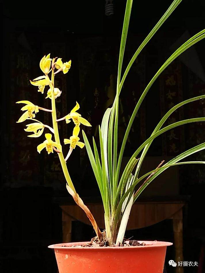 上盆才两天的蕙兰掉铃 是什么原因造成的？