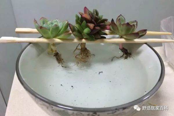多肉第一次上盆别马虎 按照这7步来