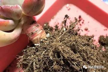 多肉第一次上盆别马虎 按照这7步来