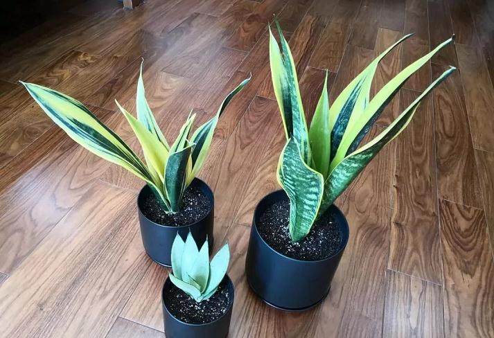 虎皮兰上盆 按照这样操作 生长速度超快!