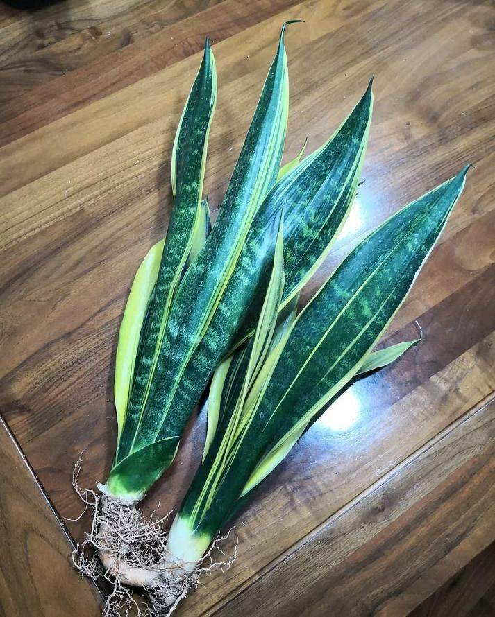 虎皮兰上盆 按照这样操作 生长速度超快