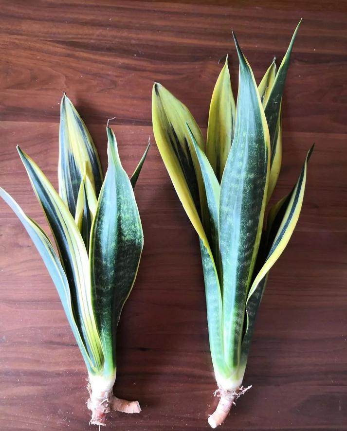 虎皮兰上盆 按照这样操作 生长速度超快!