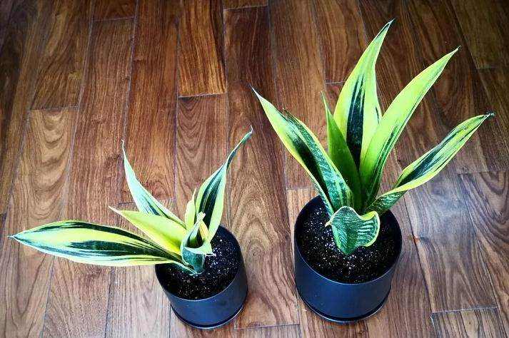虎皮兰上盆 按照这样操作 生长速度超快!