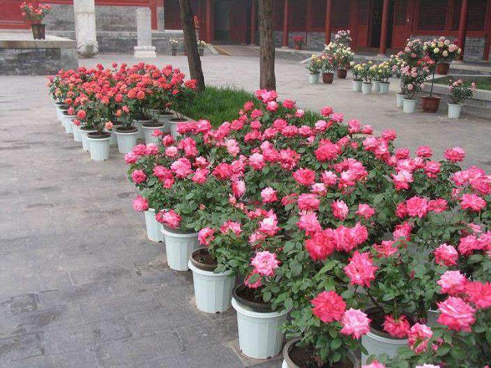 怎么给月季盆景小苗上盆?