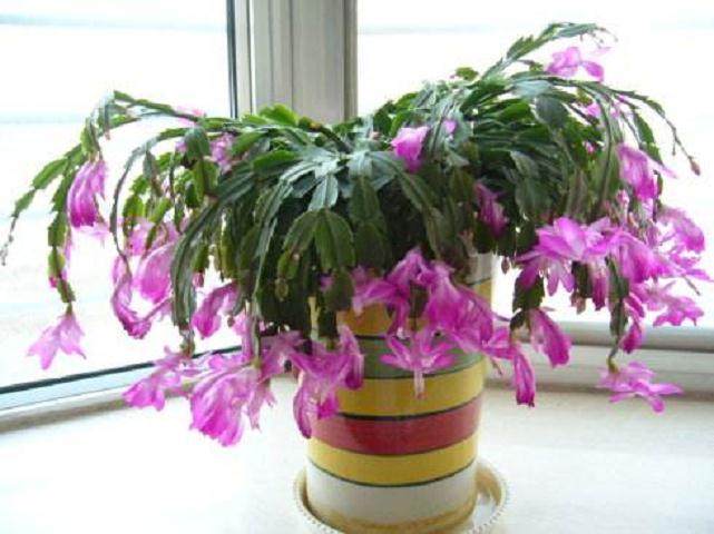 蟹爪兰盆景上盆浇水好 还是不浇好?