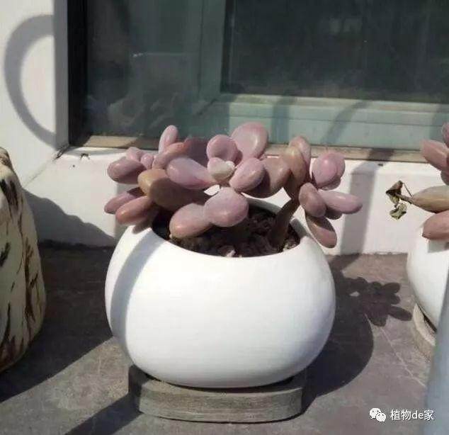 多肉上盆做到这几点 日后根粗肉肥是必然!