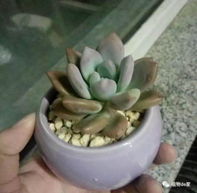 多肉上盆做到这几点 日后根粗肉肥是必然!