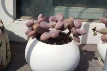 多肉上盆做到这几点 日后根粗肉肥是必然