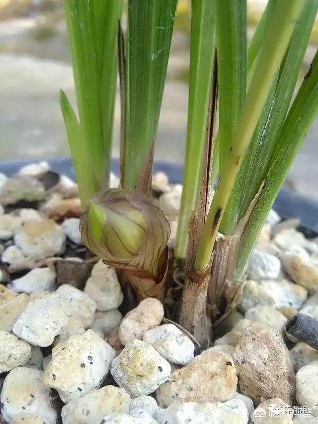 带花苞的春兰花 如何上盆?