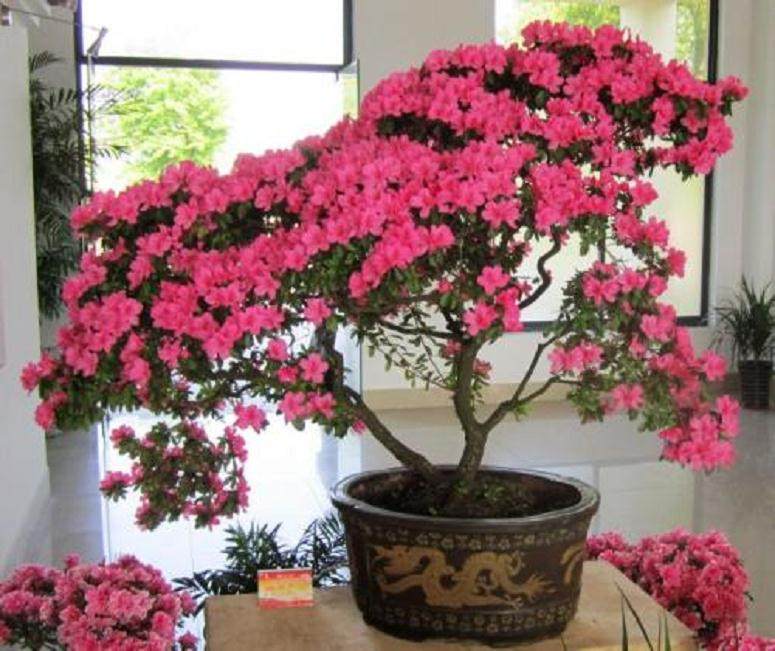 杜鹃花盆景上盆叶子变软迹象 怎么补救？