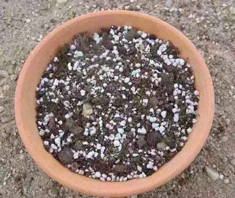 图解 如何给多肉植物上盆的方法
