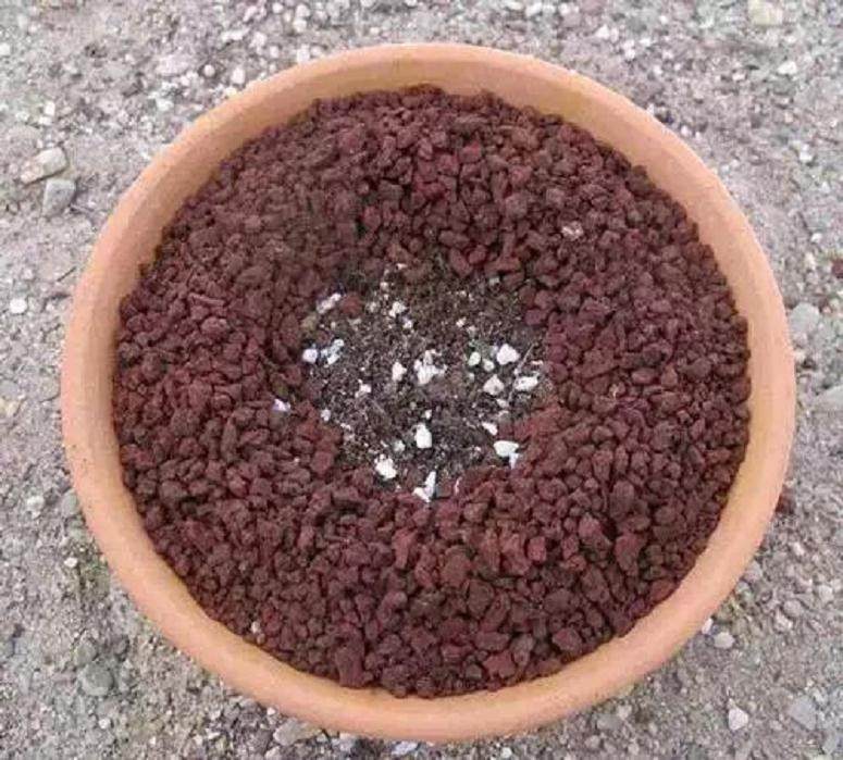 图解 如何给多肉植物上盆的方法