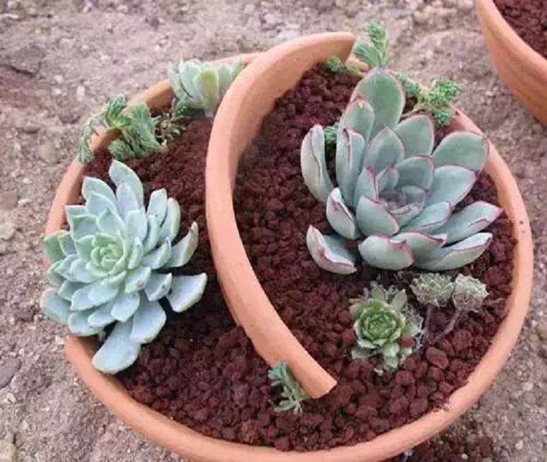 图解 如何给多肉植物上盆的方法