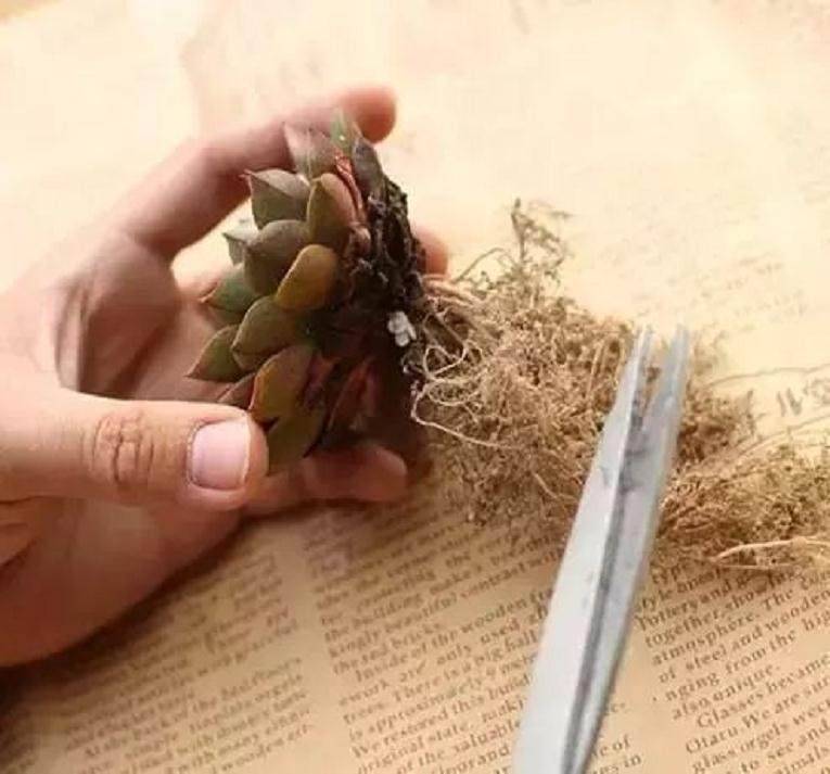 图解 如何给多肉植物上盆的方法