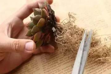 图解 如何给多肉植物上盆的方法