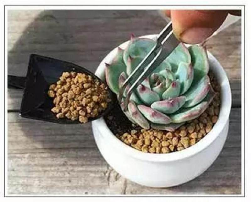 图解 如何给多肉植物上盆的方法