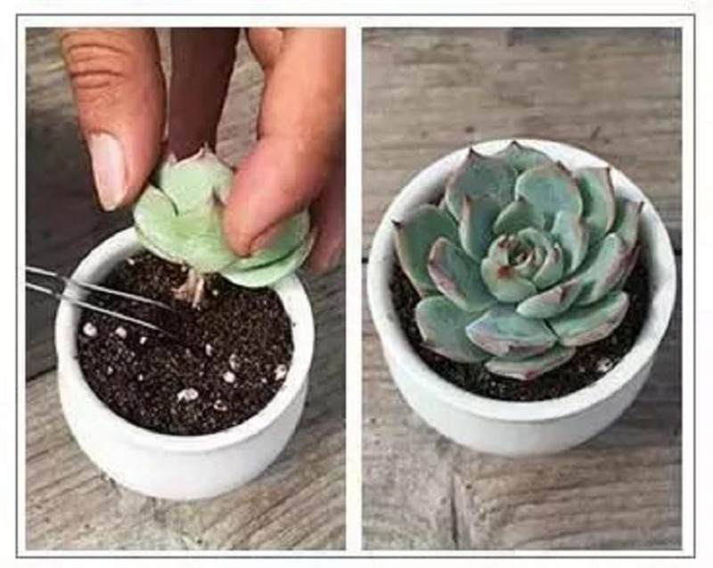 图解 如何给多肉植物上盆的方法