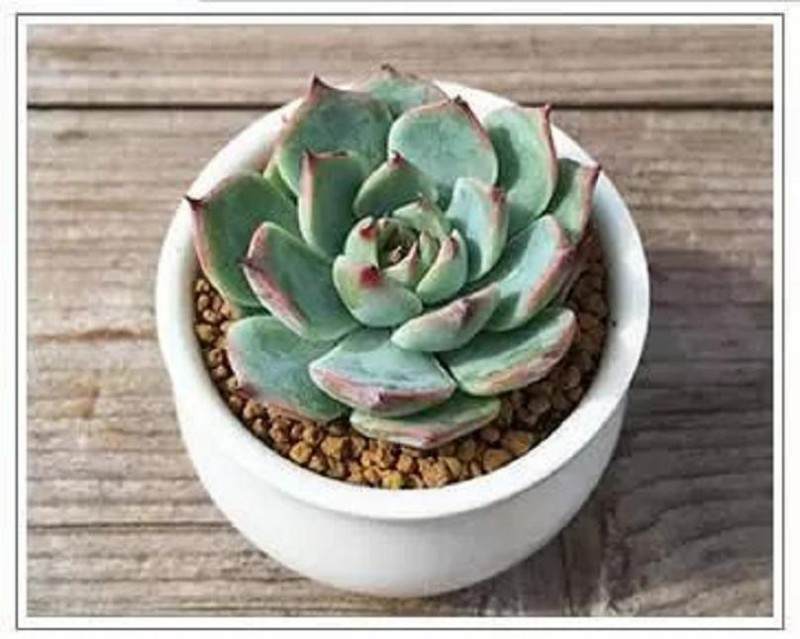 图解 如何给多肉植物上盆的方法
