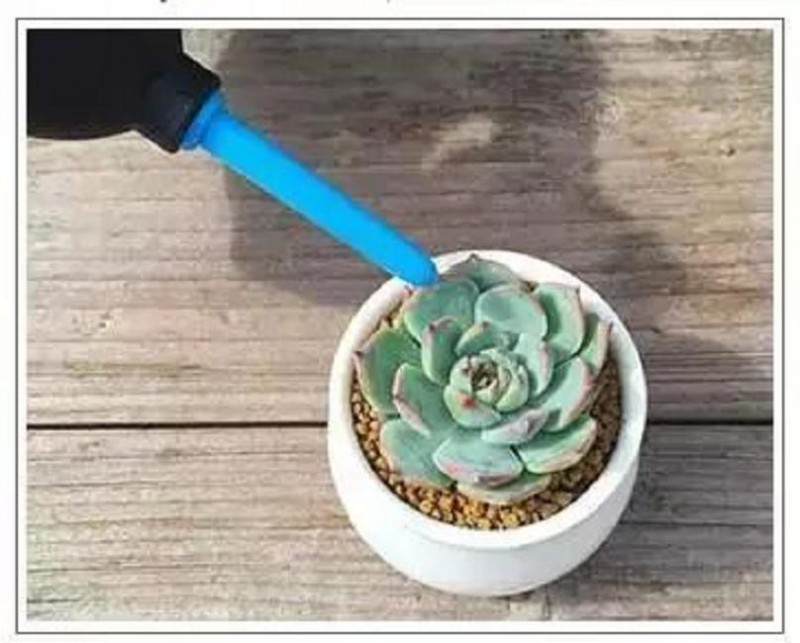 图解 如何给多肉植物上盆的方法