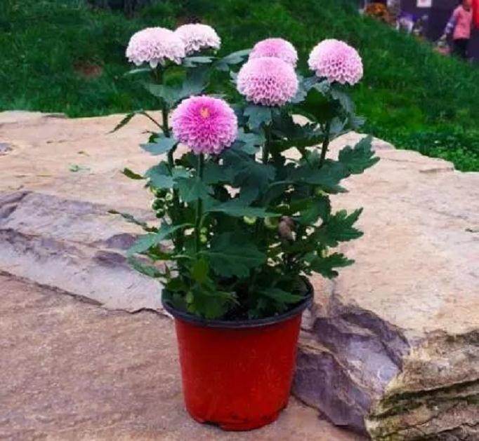 你的菊花花苗上盆了吗?这个秋天如何做好养护?