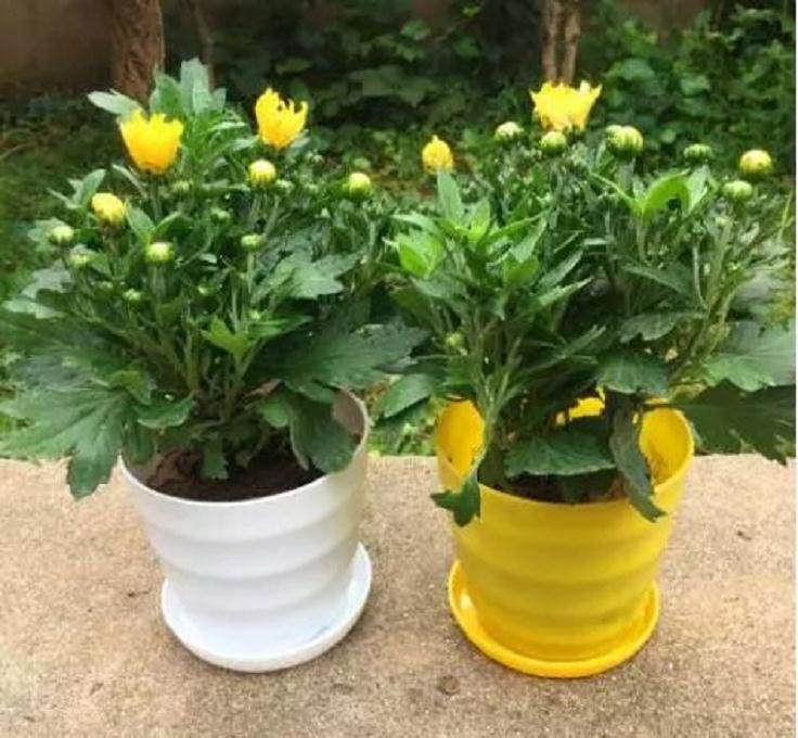 你的菊花花苗上盆了吗?这个秋天如何做好养护?