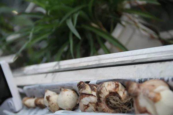 图解葡萄风信子种球上盆方法