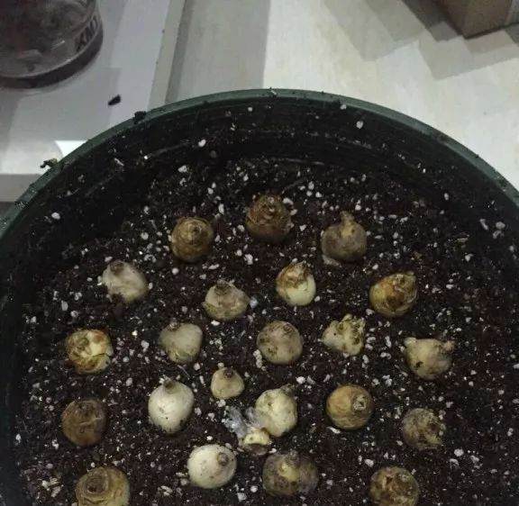 图解 葡萄风信子种球上盆方法 图片