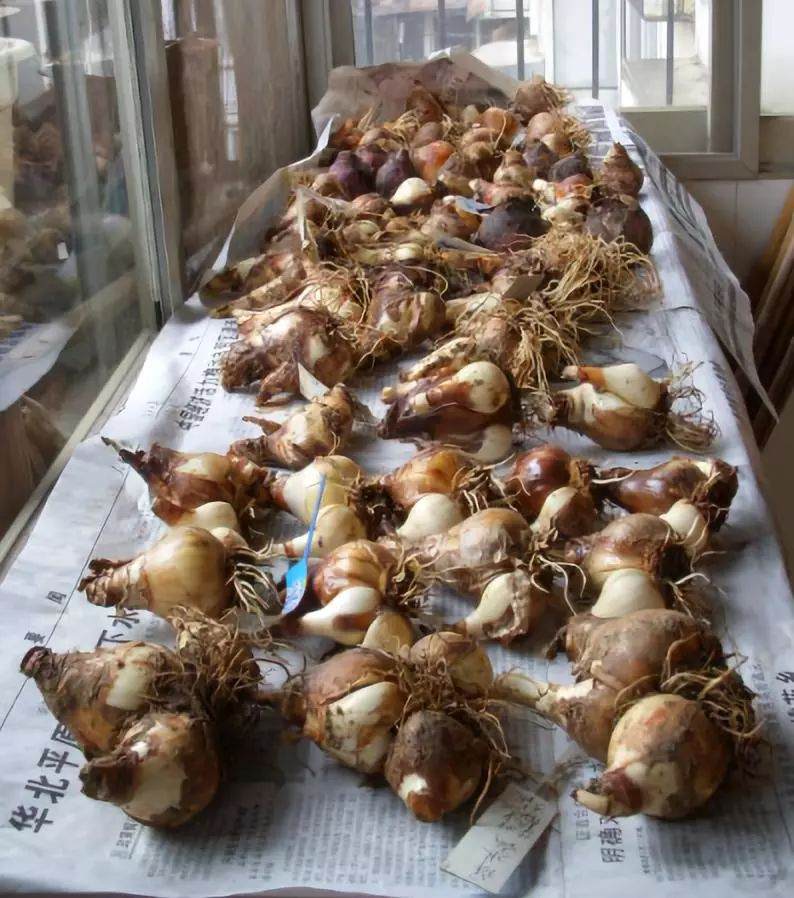 图解 葡萄风信子种球上盆方法 图片