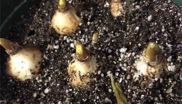 图解葡萄风信子种球上盆方法