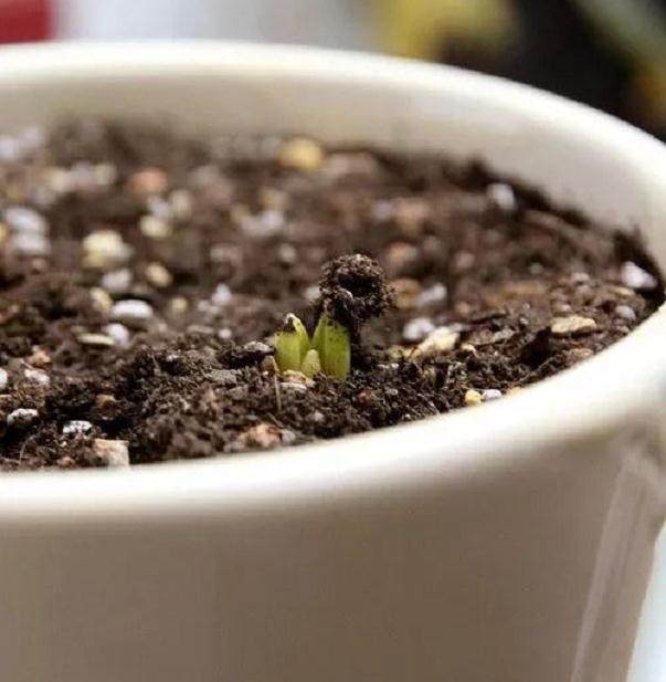 图解 葡萄风信子种球上盆方法 图片