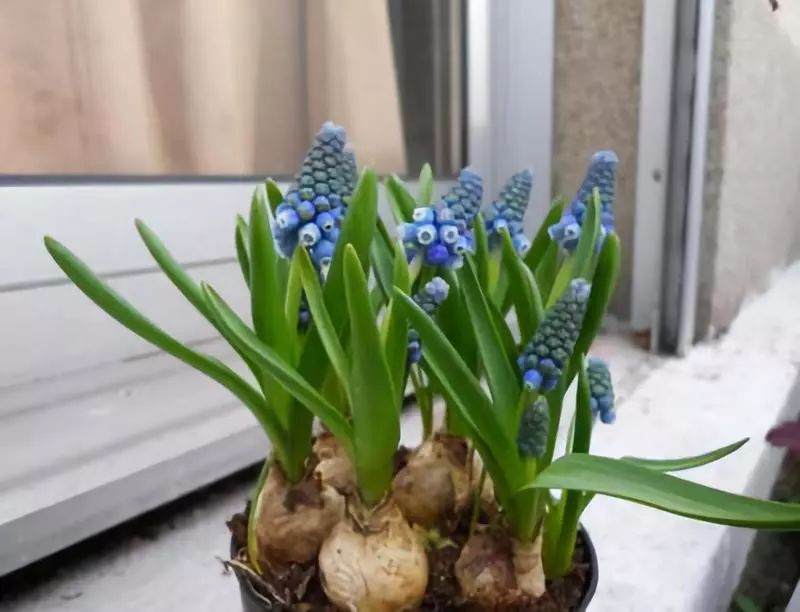 图解 葡萄风信子种球上盆方法 图片