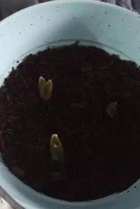 图解 葡萄风信子种球上盆方法 图片